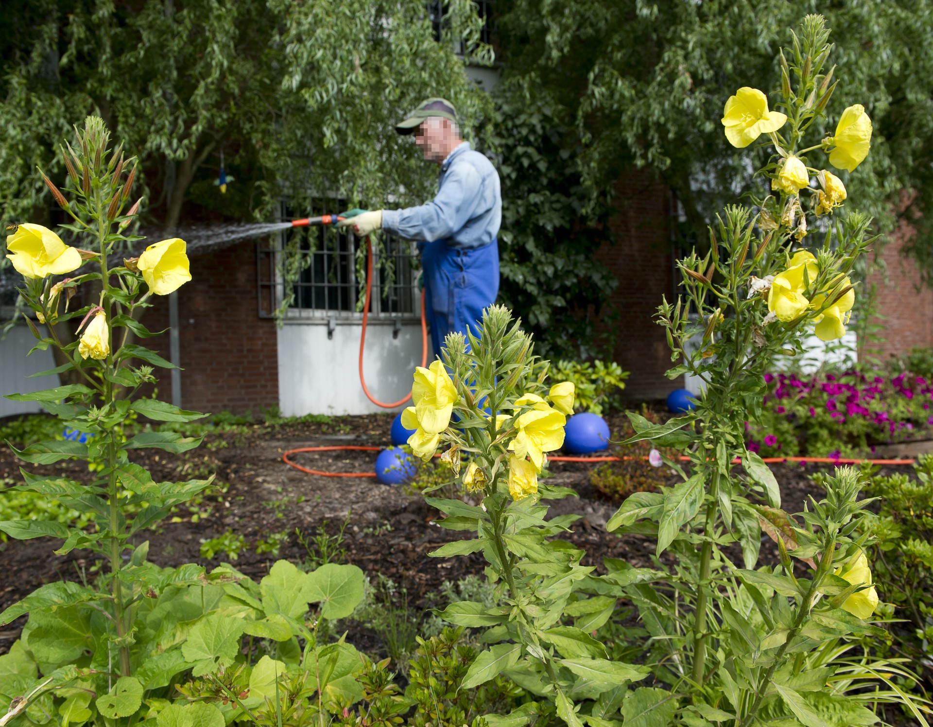 Ein Mann mit Basecap und Blaumann gießt Blumen mit einem Gartenschlauch.